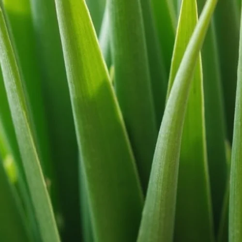 papyrus-a-pointe-seche-signification-et-entretien